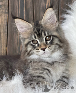 Photo №1. maine coon - for sale in the city of Bellaire | 550$ | Announcement № 161778