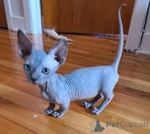 Photo №4. I will sell sphynx cat in the city of Hannover.  - price - negotiated