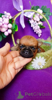 Photo №1. petit brabançon - for sale in the city of Moscow river | 445$ | Announcement № 165853