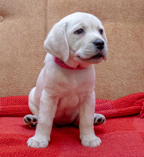 Photo №3. HIGH BREED PUPPIES OF LABRADOR-RETRIVER FROM CHAMPIONS. Ukraine