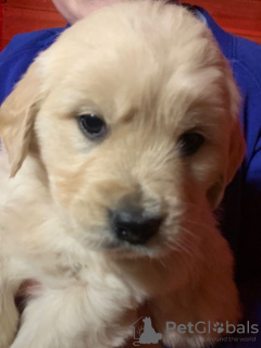 Additional photos: Vaccinated Golden Retriever Puppies for Sale