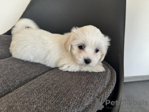 Additional photos: Maltese puppies