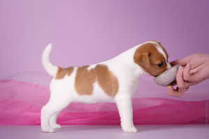 Additional photos: I sell puppies Jack Russell Terrier