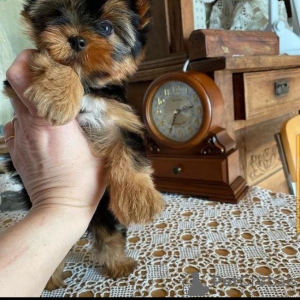 Photo №1. yorkshire terrier - for sale in the city of Copenhague | 528$ | Announcement № 39688