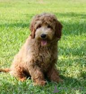 Photo №3. Prachtige Labradoodle-puppy's te koop. Belgium