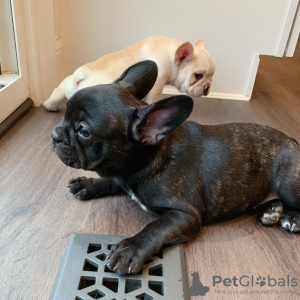 Photo №2 to announcement № 122989 for the sale of french bulldog - buy in Germany private announcement