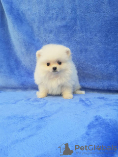 Photo №2 to announcement № 69495 for the sale of pomeranian - buy in Ukraine private announcement