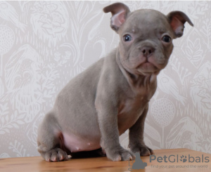 Additional photos: Healthy trained French Bulldog puppies available now for sale