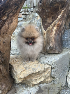 Photo №4. I will sell pomeranian in the city of Šabac.  - price - negotiated