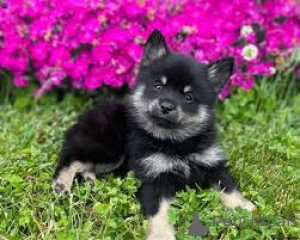 Photo №1. swedish vallhund - for sale in the city of Helsinki | 723$ | Announcement № 169378