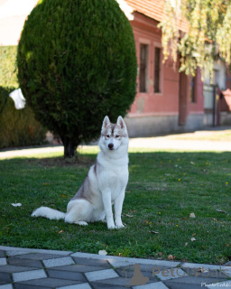 Photo №1. siberian husky - for sale in the city of Inđija | negotiated | Announcement № 157072