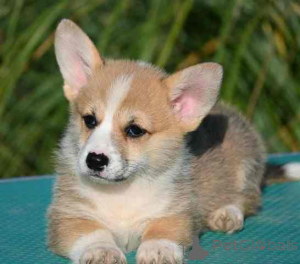 Photo №1. welsh corgi - for sale in the city of Valeovo | negotiated | Announcement № 155405
