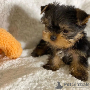 Photo №4. I will sell yorkshire terrier in the city of Nuremberg. private announcement - price - 250$