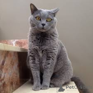 Photo №1. british shorthair - for sale in the city of Berlin | negotiated | Announcement № 159395