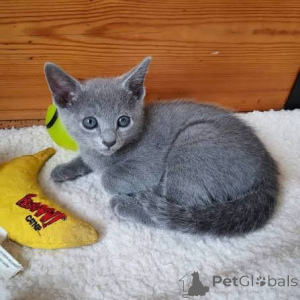 Photo №3. LOVELY PEDIGREE RUSSIAN BLUE KITTENS FOR ADOPTION. United Kingdom