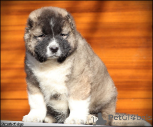 Additional photos: Caucasian Shepherd puppies