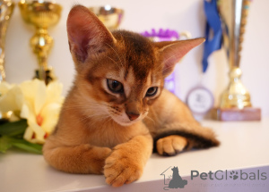 Photo №4. I will sell abyssinian cat in the city of Riga. from nursery - price - 941$