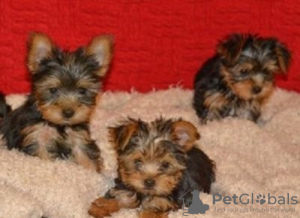 Photo №2 to announcement № 121057 for the sale of yorkshire terrier - buy in Germany breeder