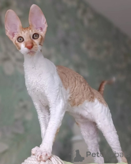 Photo №3. Cornish Rex kittens For Sale. Very Rare!. Belarus