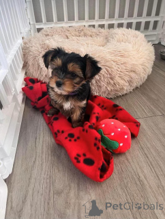 Photo №1. yorkshire terrier - for sale in the city of Vilnius | 471$ | Announcement № 136807