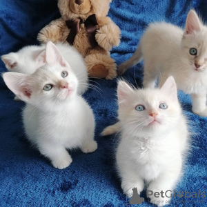 Photo №1. munchkin - for sale in the city of Грюнвальд | 260$ | Announcement № 30006