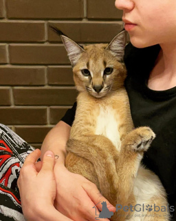 Additional photos: caracal and caracat kitten available