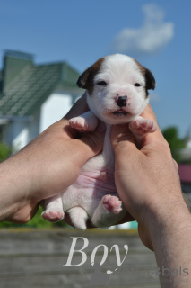 Photo №4. I will sell jack russell terrier in the city of Minsk. from nursery - price - 240$