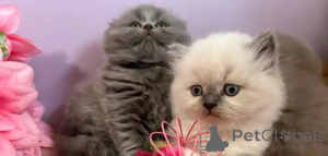 Photo №1. scottish fold - for sale in the city of Badenheim | Is free | Announcement № 176007