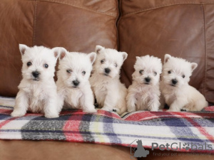 Photo №1. west highland white terrier - for sale in the city of Viennaer | negotiated | Announcement № 82070