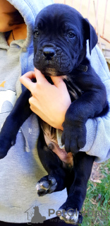 Photo №1. cane corso - for sale in the city of Tbilisi | 250$ | Announcement № 28401