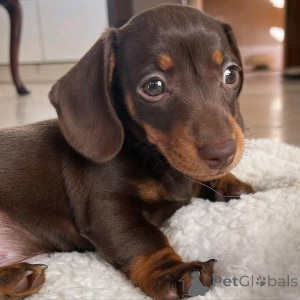Photo №2 to announcement № 136553 for the sale of dachshund - buy in Germany breeder