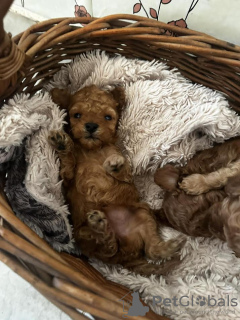 Additional photos: Miniature poodle puppies