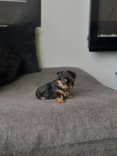 Photo №3.  Yorkie Puppy Available for Adoption . Greece