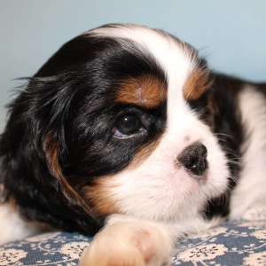 Photo №1. cavalier king charles spaniel - for sale in the city of Minsk | 600$ | Announcement № 1182