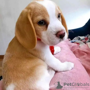 Photo №3. Beautiful beagle puppies. Germany