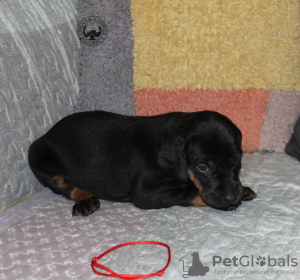 Photo №2 to announcement № 19810 for the sale of polish hunting dog - buy in Poland breeder