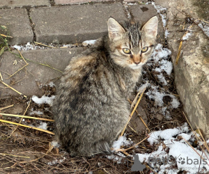 Photo №3. Two adorable kittens are looking for a home.. Russian Federation