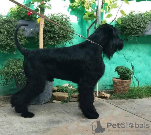 Photo №1. giant schnauzer - for sale in the city of Belgrade | negotiated | Announcement № 70556