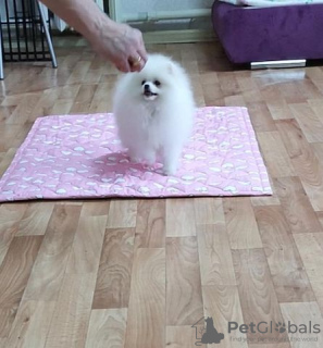 Photo №4. I will sell pomeranian in the city of Дрезден. private announcement - price - 380$