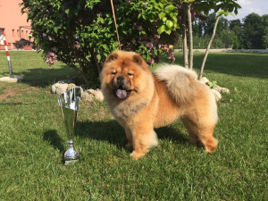 Photo №3. Professional show Chow Chow at the exhibition. in Belarus