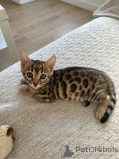 Photo №3. Adorable Bengal kittens available now for sell. Germany