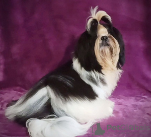 Photo №2 to announcement № 18221 for the sale of shih tzu - buy in Ukraine breeder