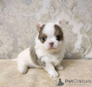 Photo №2 to announcement № 121727 for the sale of chihuahua - buy in Portugal breeder