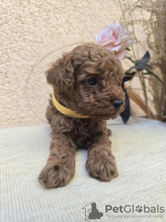 Additional photos: TOY Red Poodles - Puppies for sale