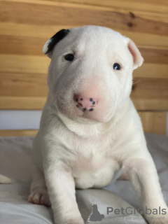 Additional photos: Lauras Dream FCI miniature bull terrier