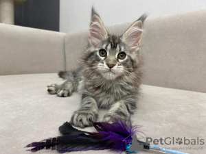Photo №1. turkish angora - for sale in the city of Matala | Is free | Announcement № 65087