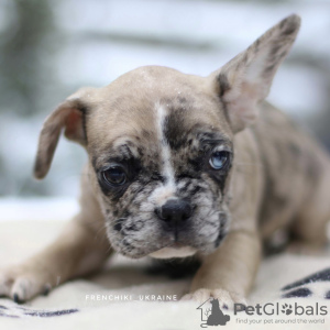 Photo №3. Beautiful French VIP bulldog puppy Merle white beige. Netherlands