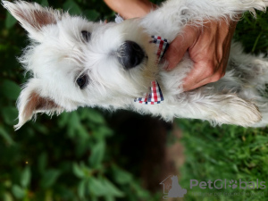 Photo №1. west highland white terrier - for sale in the city of Brudzów | 328$ | Announcement № 119426