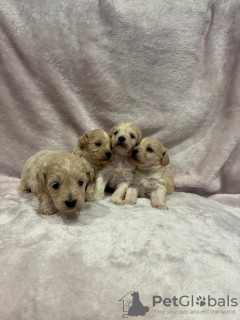 Additional photos: Maltipoo puppie