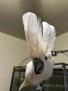Photo №3. Cockatoos are available for sale Cockatoo Parrots are very sociable and require. France